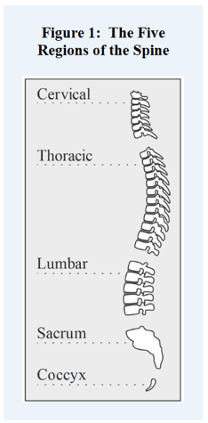 Chiropractic Services Chiropractic Services