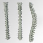 Chiropractic Services Chiropractic Services